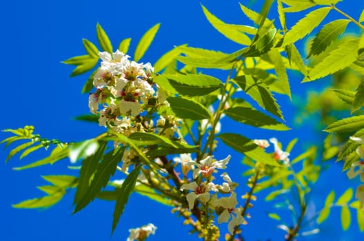 Bossom of white flowers on the tree with background of blue sky