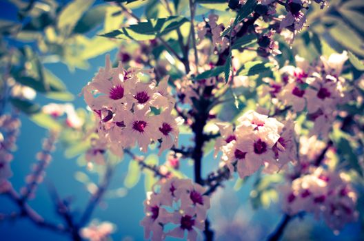 Bossom of white flowers on the tree with background of blue sky