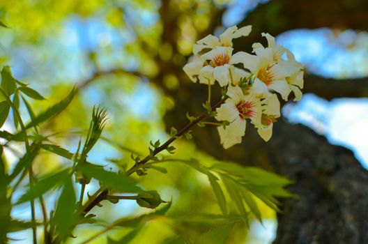 Bossom of white flowers on the tree with background of blue sky