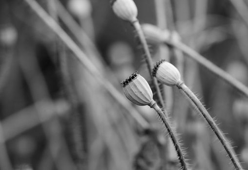 Macro of dry poppy seed heads, against a blurred background of more seed pods - monochrome processing