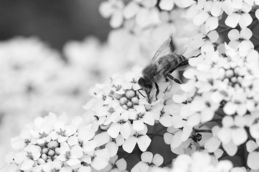 Macro of a honey bee takes pollen from small white candytuft flowers - monochrome processing