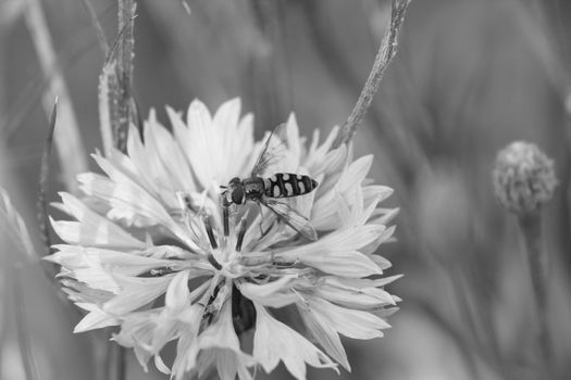 Hoverfly lands on a cornflower bloom in a garden - monochrome processing