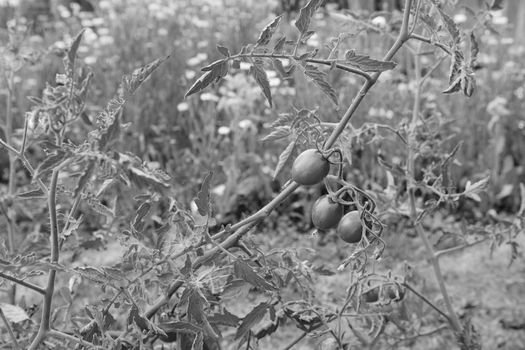 Three tomatoes on a tomato plant, still bearing the dried flower on the end of the fruit. Allotment flowers stand beyond - monochrome processing