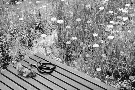 Cut cornflowers and garden scissors on a wooden table in a thriving wild flower garden - monochrome processing
