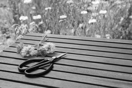 Florist scissors lie next to cut cornflowers on a slatted wooden table in a flower garden - with copy space - monochrome processing