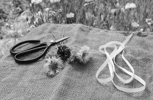 Ribbon and scissors lie with freshly cut cornflowers on hessian in a summer flower garden - monochrome processing