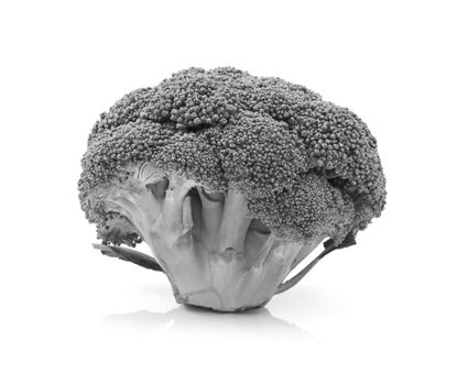 Fresh head of calabrese broccoli standing upright show individual florets and stalks on a white background - monochrome processing