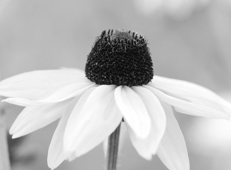 Single Rudbeckia Marmalade flower. Also known as Coneflower and Black-eyed Susan - monochrome processing