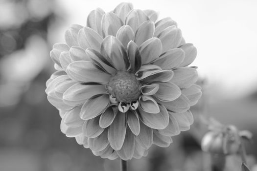 Dahlia bloom in selective focus in a flower garden - monochrome processing