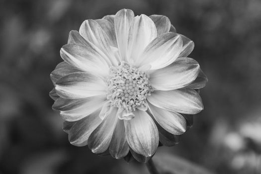 Dahlia flower with light petals with dark tips - monochrome processing