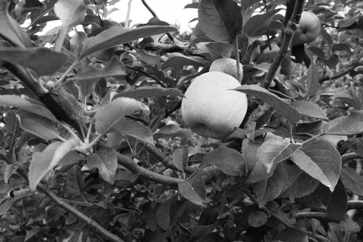 Braeburn apple ripening on the branch - monochrome processing