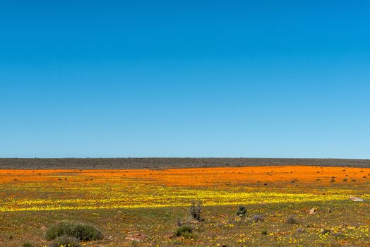 A field of orange and yellow wildflowers at Papkuilsfontein in the Northern Cape Province of South Africa