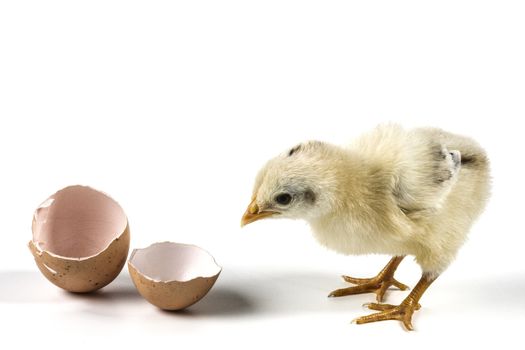 Broken egg and chicken isolated on white background with shadow