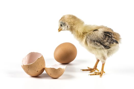 Eggs and chicken isolated on white background with shadow