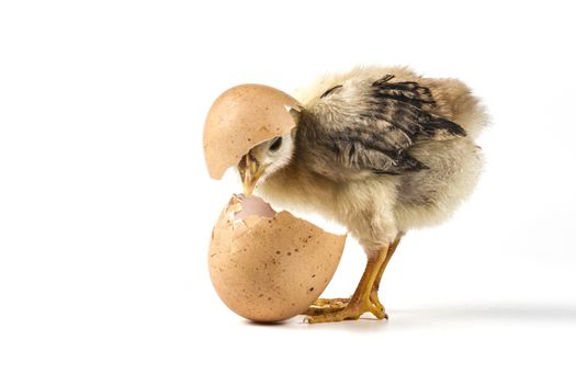 Chicken and egg isolated on white background with shadow