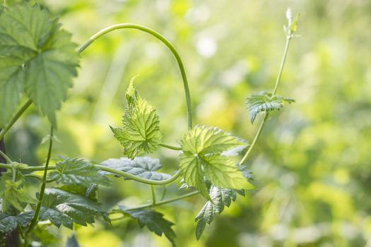 Green hop fresh leaves for beer brewing spice