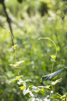 Green hop fresh leaves for beer brewing spice