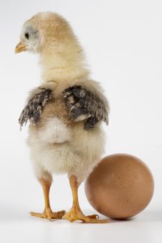 Broken egg and chicken isolated on white background with shadow