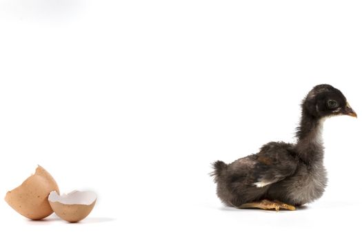 Broken egg and chicken isolated on white background with shadow