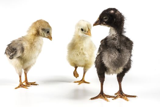 Chickens isolated on white background with shadow