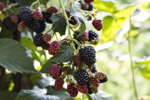 Wild Blackberry macro closeup with vibrant background