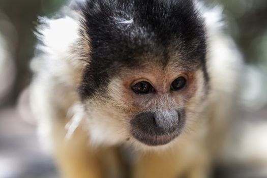 Beautiful portrait of a cute little monkey