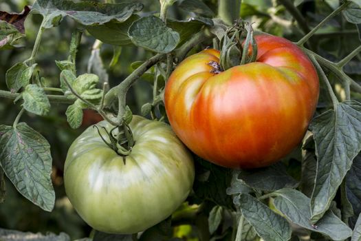 Picture with a red and green tomato in garden