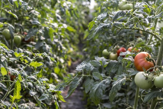 Great picture of a healty garden with tomatoes