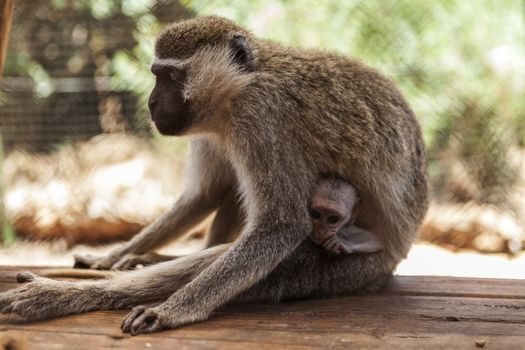 Beautiful Monkey mother with a cute little baby
