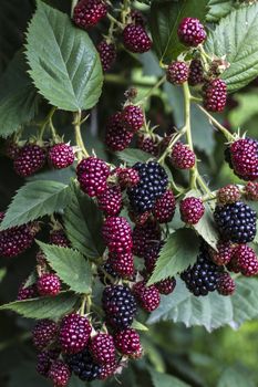 Beautiful picture of blackberries and idea of nature