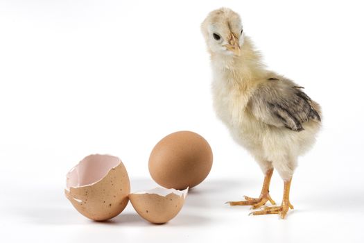 Broken egg and chicken isolated on white background with shadow