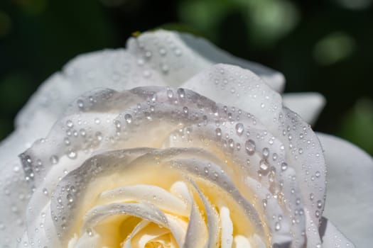 Beautiful fresh roses in close up view