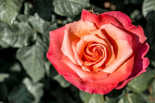 Beautiful colorful Rose Flower on garden background