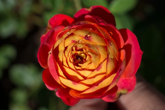 Beautiful colorful Rose with water drops on it