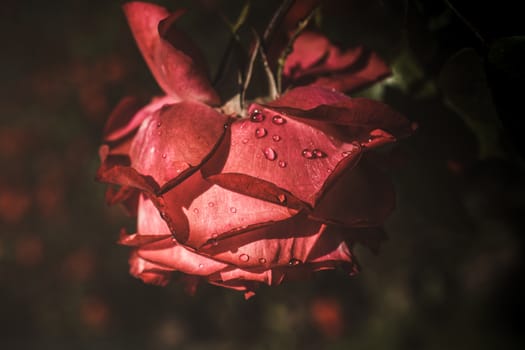 Beautiful colorful Rose with water drops on it