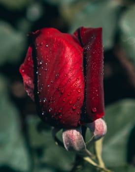 Beautiful colorful Rose with water drops on it