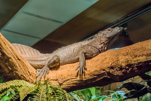 herpetoculture, closeup of a amboina sail fin lizard, tropical terrarium pet from Indonesia