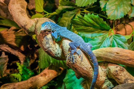 closeup of a blue spotted tree monitor on a branch, endangered lizard from the island of Batanta in Indonesia