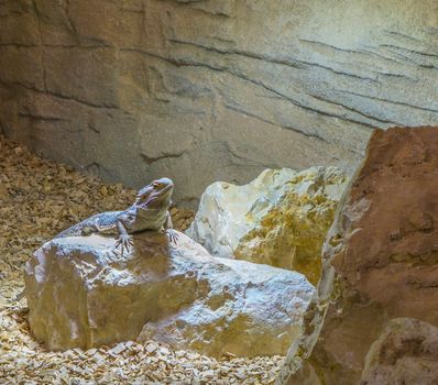 central bearded dragon lizard standing on a rock, popular reptile pet from Australia