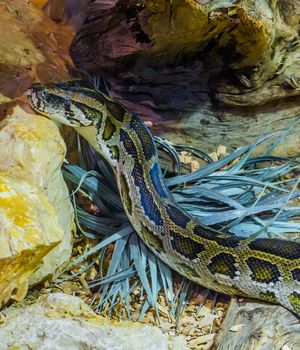 burmese python creeping around near some rocks, vulnerable snake specie