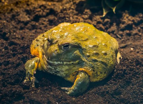 closeup of a african bullfrog, tropical big amphibian from africa