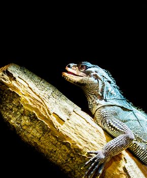 closeup of a amboina sail fin lizard sitting on a branch, isolated on a black background, tropical iguana from indonesia