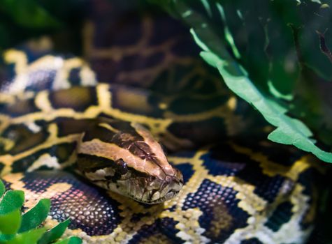 coiled burmese python with his face in closeup, tropical snake from Asia, vulnerable species