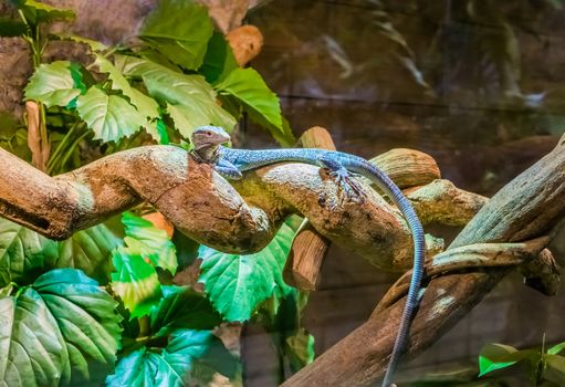 blue spotted tree monitor walking over a branch, endangered lizard from the island of Batanta in Indonesia