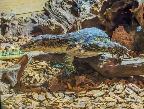 common Asian water monitor walking over a branch, Big venomous reptile from Asia