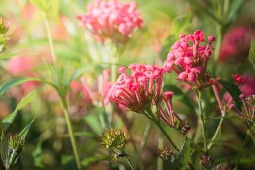 The background image of the colorful flowers, background nature