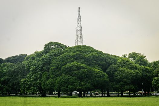 Old oak trees on meadows. A field on which grows tall oak trees, a summer landscape in sunny warm weather. Tree canopy on Greenery in spring. Big tree umbrella shaped in field. Tree of life concept.