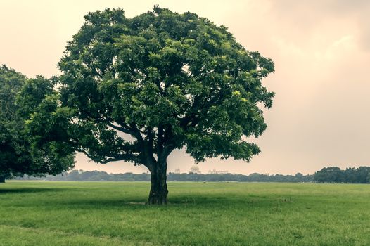 Old oak tree on meadows. A field on which grows one beautiful tall oak tree, a summer landscape in sunny warm weather. Single tree on Greenery in spring. Big alone tree in field. Tree of life concept.