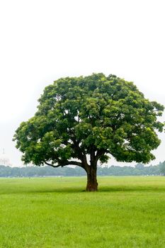 An oak tree on a meadow. Outdoor nature landscape. Photography on a sunny summer day.