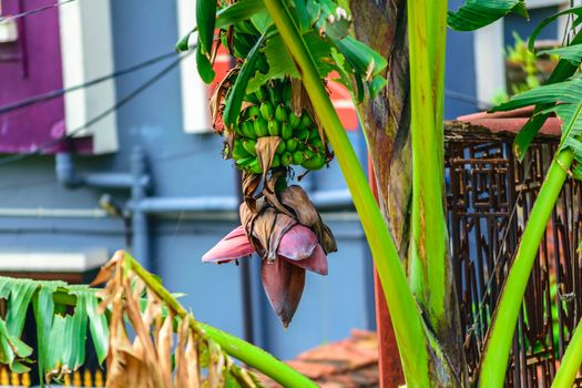 Beautiful Banana tree and pink bud hanging with bunch of growing, not fully ripe green bananas, plantation at rain-forest isolated from background. Close up view